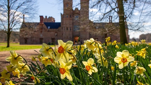 Daffodils with the Hall in the background at Oxburgh Estate Norfolk